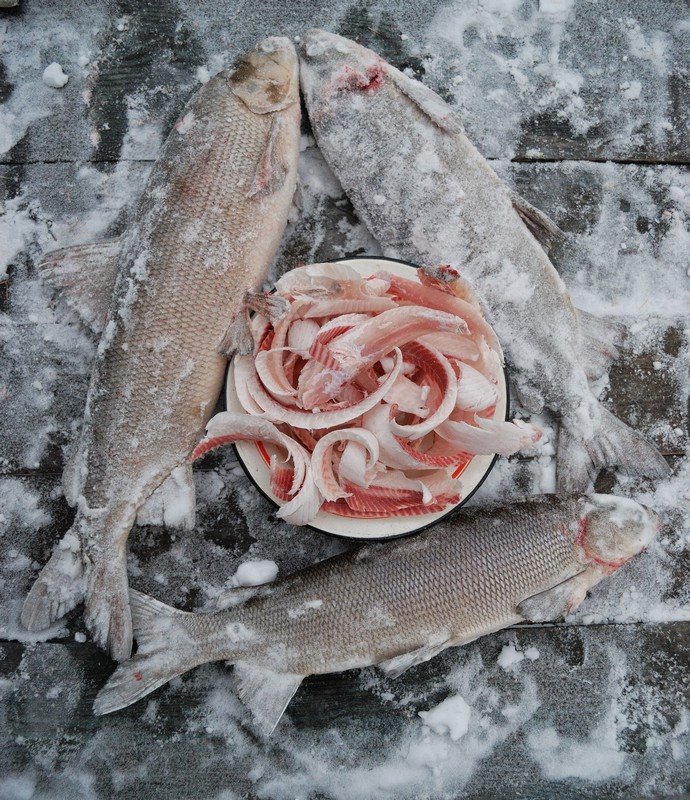 Рыба из Якутии: виды, особенности и экология