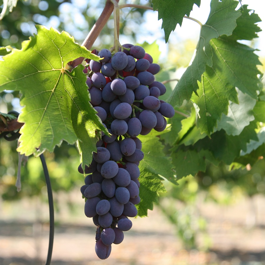 Находка сорт винограда фото и описание